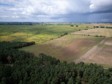 Działka Sprzedaż Dąbrówka Nowa